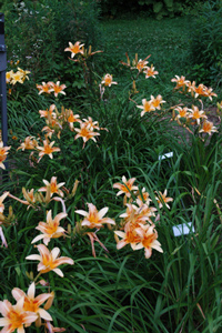 Fulva hybrids