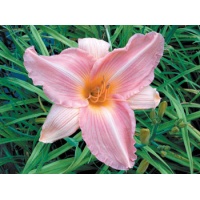 Pinks