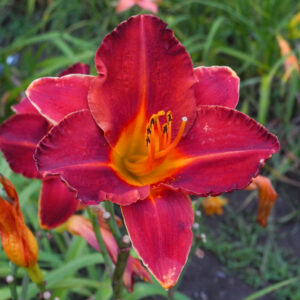 OLALLIE GRANDMA JOEY (62-07)