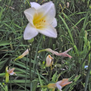 OLALLIE ROWAN DEAN (65-07)