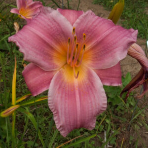 OLALLIE CLAIRE MCMURRAY (B21-12-2021)