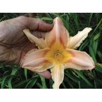Big Bloomers