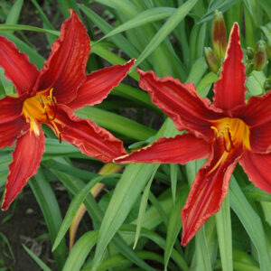 OLALLIE LATE RED
