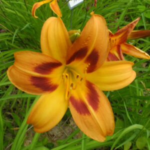OLALLIE SUSAN K. WILSON (76-21)