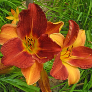 OLALLIE ESTELLE'S GLORY (78-21)
