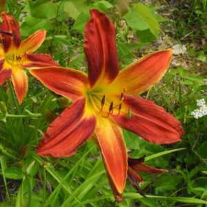 OLALLIE KENDALL SCHOPPA (79-21)
