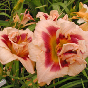 ROSWITHA