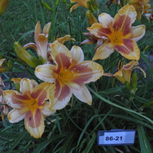 OLALLIE JOAN LOUISE (86-21)