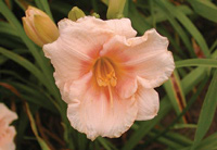 Siloam Hybrids (Henry)