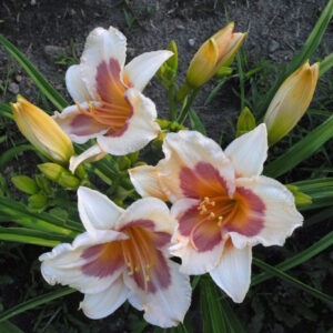 OLALLIE KENDALL MARIE (94-21)