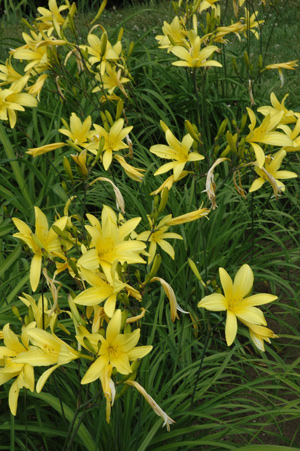 OLALLIE ANITA R (UP 9-7-03) (VT)