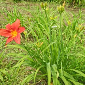 OLALLIE EMMA'S PRIDE (3-11)
