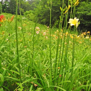 OLALLIE THERESA'S DAVID BOURNE (69-07 )