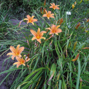 H. sempervirens type
