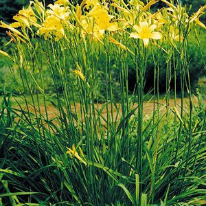 H. citrina Hill type