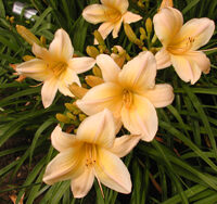 OLALLIE DAWN