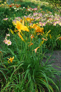 OLALLIE GEORGE DARROW
