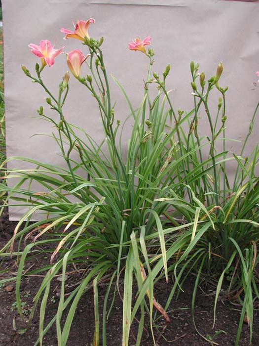 ROUGE BLUSH (VT)