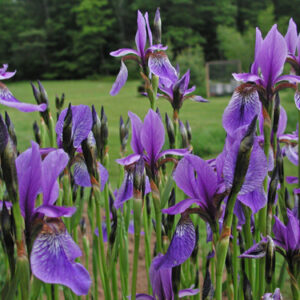 Siberian Iris mix