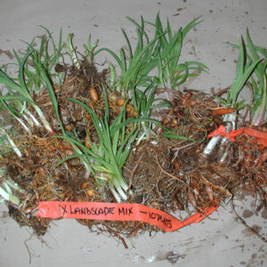 Daylily Landscape Mix