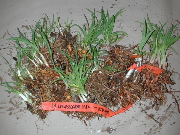 Daylily Landscape Mix
