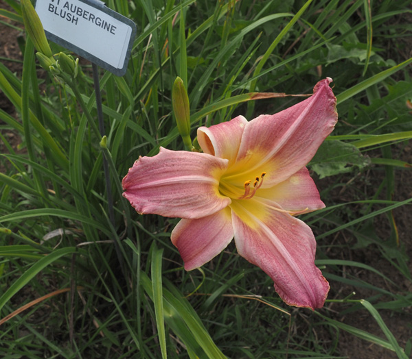 AUBERGINE BLUSH (VT)