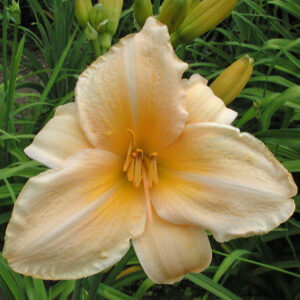 AUNT MAZY'S LINEN (VT)