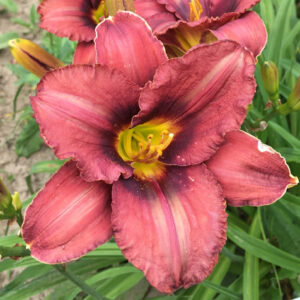 OLALLIE JULIA ROSE (28-12-20 b28-bl/wh)
