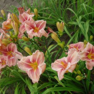 OLALLIE COLLEEN VERA (25-05)