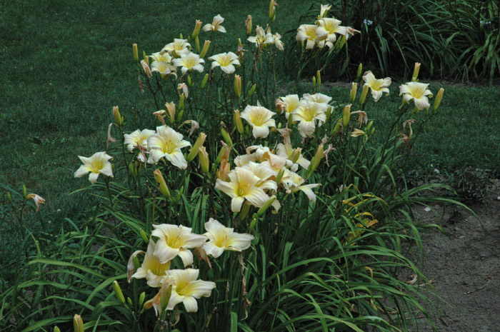 COMPACT CREAM (VT)