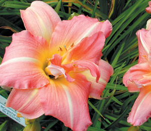 BOUNTIFUL BLESSING