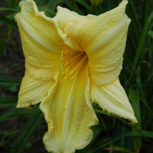 Very Special Ruffled Lemon Yellow (VT)