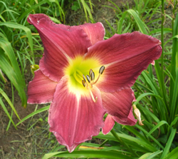 VIVID VIOLET (VT)