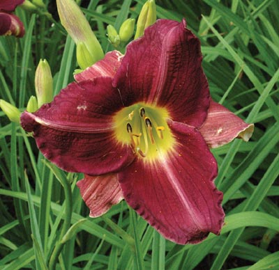 BLACK CHERRY type (VT)