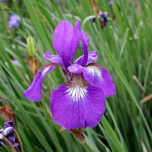 Iris  siberica MOUNTAIN LAKE