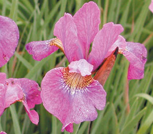 Iris siberica ILLINI CHARM