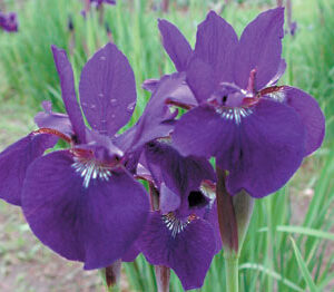 Iris siberica NIGHT BREEZE
