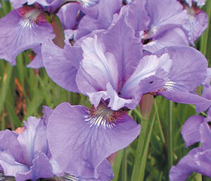 Iris siberica EGO