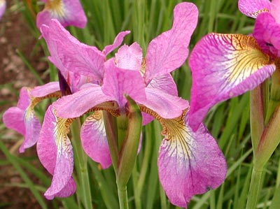 Iris siberica SPARKLING ROSE
