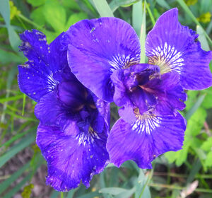 Iris siberica VICKI ANN