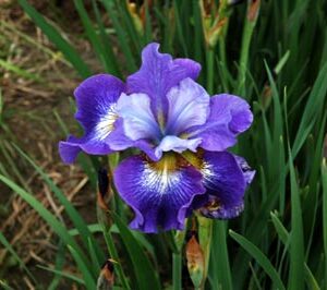 Iris siberica Special Ruffles (VT)