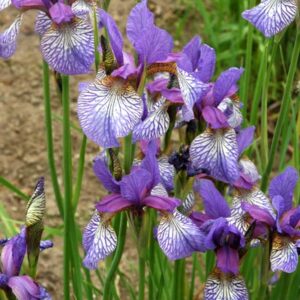 Iris siberica MAD MAGENTA
