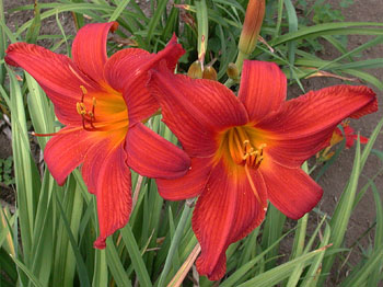 CHRIS' VELVET RED