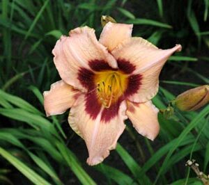 OLALLIE PURPLE POWER (VT)