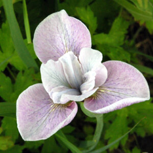 Iris siberica MESA PEARL