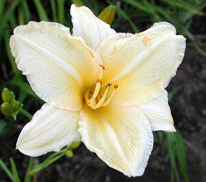 CREAMY YELLOW (VT)