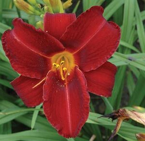 OLALLIE FLAMENCO type (VT)