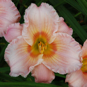 OLALLIE ANNA (5-05) (VT)
