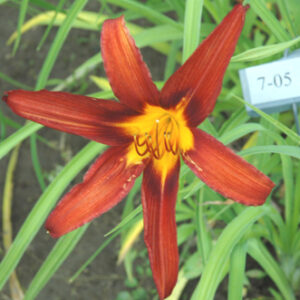 OLALLIE LORRIE'S LOVE (7-05)