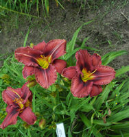 OLALLIE BETTY GRODEN